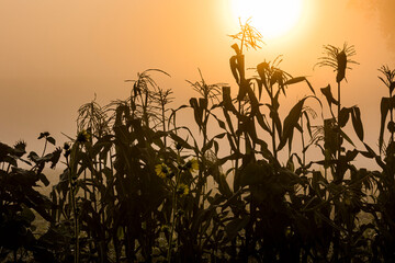 Silhouette of corn stalks and leaves with a sunrise in the background on a foggy day.