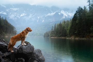 dog on a mountain lake . Nova Scotia Duck Tolling Retriever in water. travel with a pet