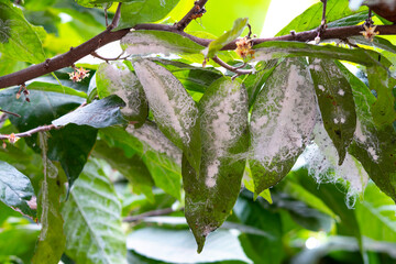 Cacao tree leaves infected with pest. Green leaves with cotton aphid infection. Shrub impregnated...