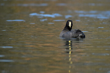 White-winged coot (Fulica leucoptera) on a lake
