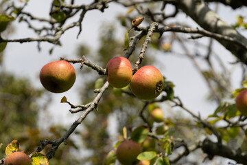 apples on a branch