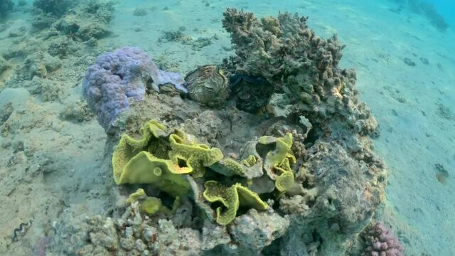 Giant mollusk (tridacna) on coral reef. Video of underwater world