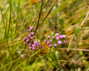 pink  flower