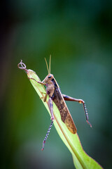 good morning grasshooper