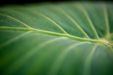 leaf macro
