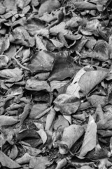 forest floor cover