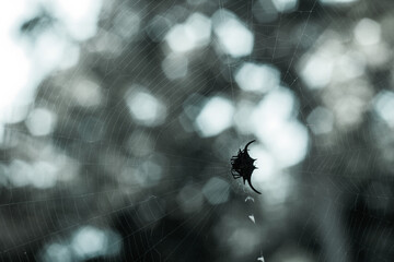 Spider horns