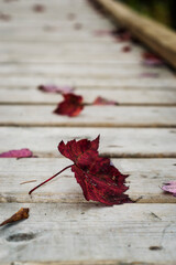 red maple leaf on wooden pathway