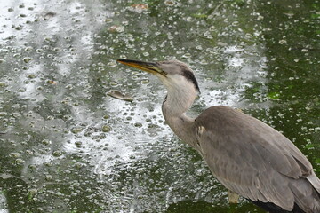 水辺公園の水鳥