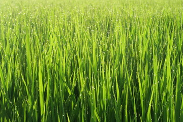 Rice plants with morning lights in Kasukabe, Saitama, Japan. August 3, 2021.