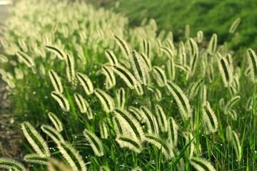 Setaria viridis with morning lights along the footpath between rice fields in Kasukabe, Saitama, Japan. August 3, 2021.
