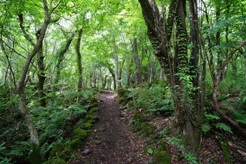 Obraz premium a refreshing spring forest with a path