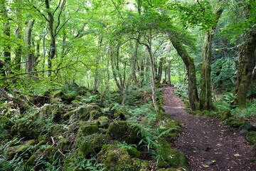 a refreshing spring forest with a path