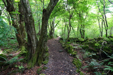 Fototapeta na wymiar a refreshing spring forest with a path
