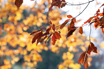 樫の紅葉　紅葉