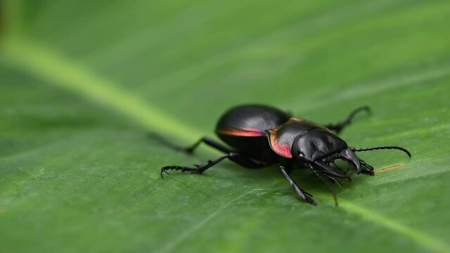 Static shof of a black coppery exoskeleton with red trim, Large Ground Beetle Mouhotia Batesi, turns around and walk along the midrib of a green large monocot leaf in its natural habitat.