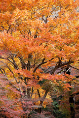 紅葉　秋　箕面