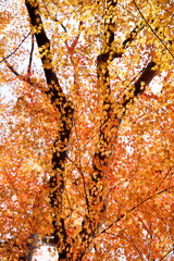 秋　紅葉　箕面