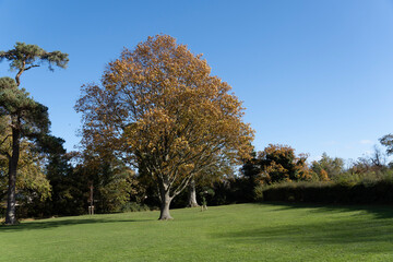 trees in the park