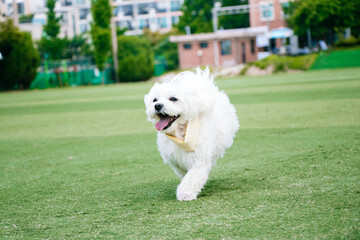 여름 잔디를 배경으로 달리는 강아지. 