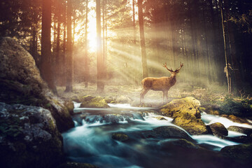 Hirsch in einem Wald 