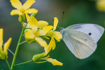 매크로 렌즈로 근접 촬영한 꽃잎 위에 앉아 있는 나비