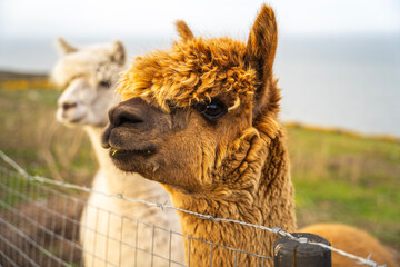 alpaca in the zoo