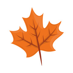 maple leaf autumn