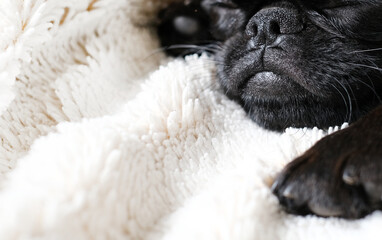 Portrait of black puppy dog, brabancon with funny face on white blanket background. Sleeping puppy dog