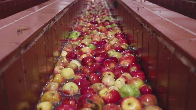 Apples are getting cleaned as they flow through a waterway in an industrial apple juice press