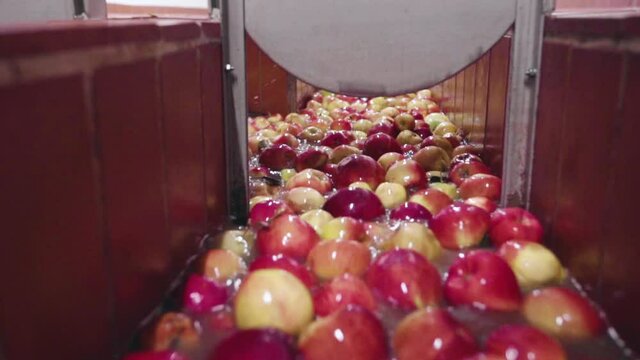 apples flow through a water line to the next processing step in an industrial juice plant