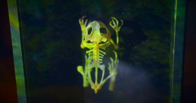 Framed Frog Skeleton With Illuminating Neon Lights. - Closeup Shot