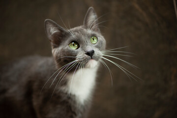 Fototapeta premium Gatita gris posando interesada mirando hacia arriba bigotes close up ojos verdes mirada curiosa
