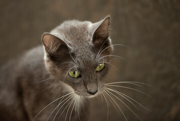 Gatita gris posando interesada mirando bigotes close up ojos verdes mirada curiosa