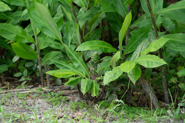 Ginger Plant Spreading