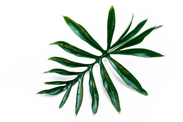 Tropical green leaf on a white background.Exotic nature styled photo, jungle composition. Green palm and aralia leaves isolated on white table background. Tropical summer holiday.