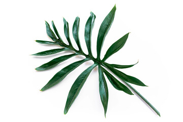 Fototapeta na wymiar Tropical green leaf on a white background.Exotic nature styled photo, jungle composition. Green palm and aralia leaves isolated on white table background. Tropical summer holiday.