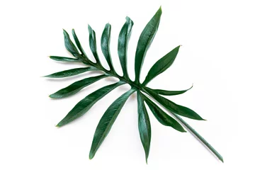 Papier Peint photo Monstera Tropical green leaf on a white background.Exotic nature styled photo, jungle composition. Green palm and aralia leaves isolated on white table background. Tropical summer holiday.