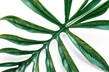 Tropical green leaf on a white background.Exotic nature styled photo, jungle composition. Green...
