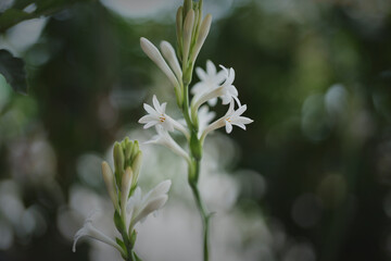 Tuberose