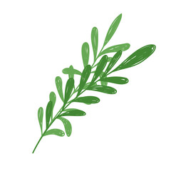 branch leaves foliage