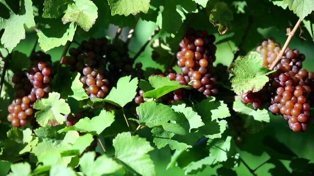 Ripe Organic Pinot Gris Grapes Vineyard