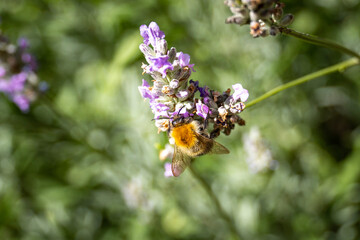 butterfly on lavender