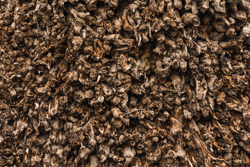 Palm wood texture.