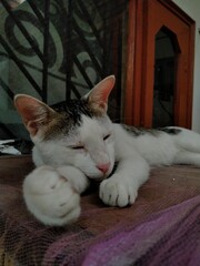 Sleepy cat
