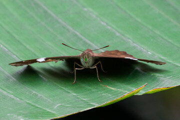 Moth on Banana Leaf greenery 