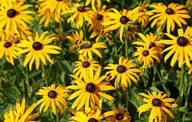 Fototapeta na wymiar Yellow daisy with black center