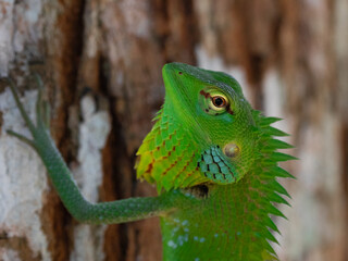 Lizard closeup colorful macro eye