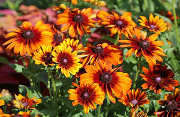 Red rudbeckia close up