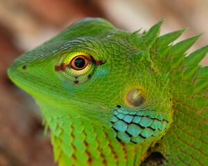 Lizard closeup colorful macro eye